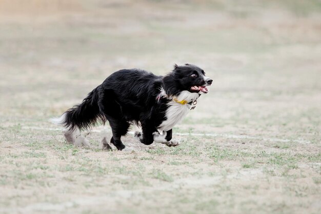 Foto perro frisbee perro atrapando disco volador en salto pet jugando al aire libre en un parque evento deportivo achie