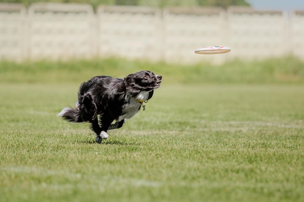 Perro frisbee Perro atrapando disco volador en salto pet jugando al aire libre en un parque Evento deportivo achie