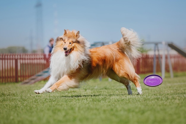 Perro frisbee Perro atrapando disco volador en salto pet jugando al aire libre en un parque Evento deportivo achie