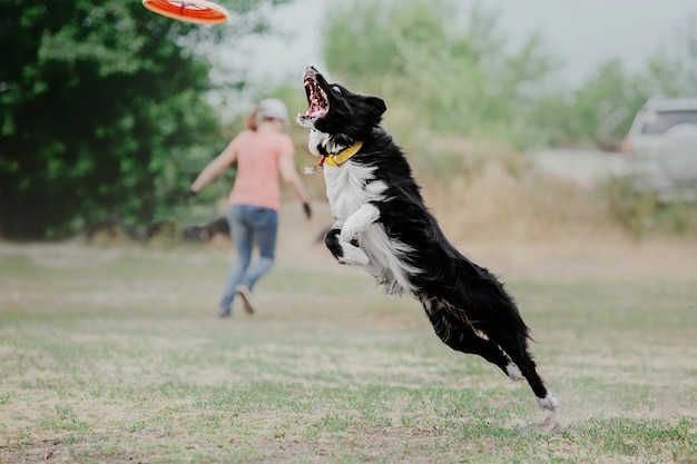 Perro frisbee Perro atrapando disco volador en salto pet jugando al aire libre en un parque Evento deportivo achie