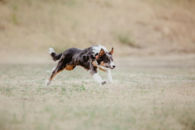 Perro frisbee Perro atrapando disco volador en salto pet jugando al aire libre en un parque Evento deportivo achie