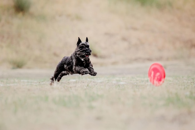 Perro frisbee Perro atrapando disco volador en salto pet jugando al aire libre en un parque Evento deportivo achie