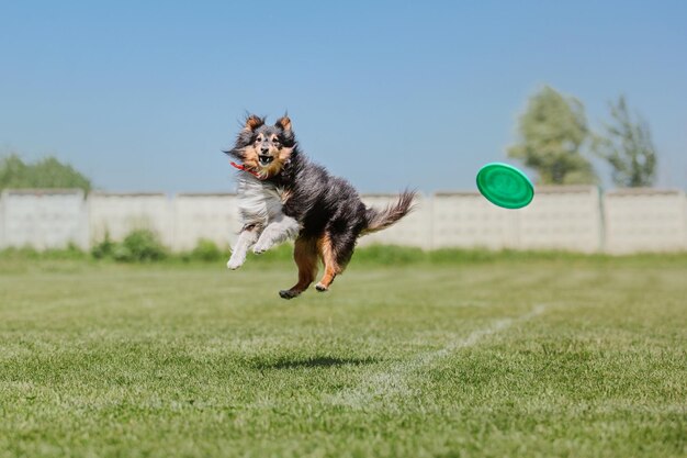 Perro frisbee Perro atrapando disco volador en salto pet jugando al aire libre en un parque Evento deportivo achie