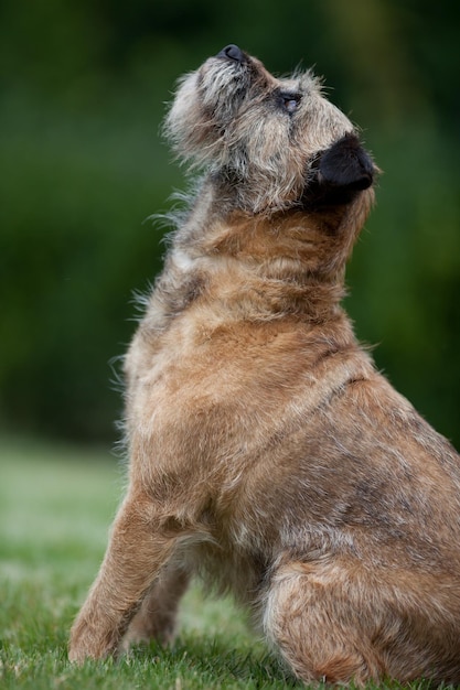 Perro de la frontera