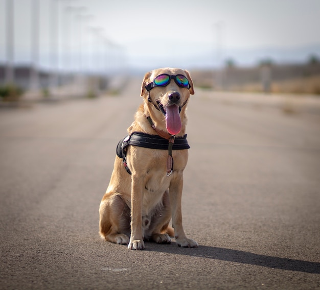 Perro con gafas de aviador