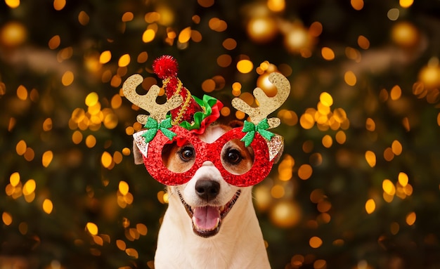 Foto un perro con gafas de fiesta con cuernos de reno celebra el año nuevo