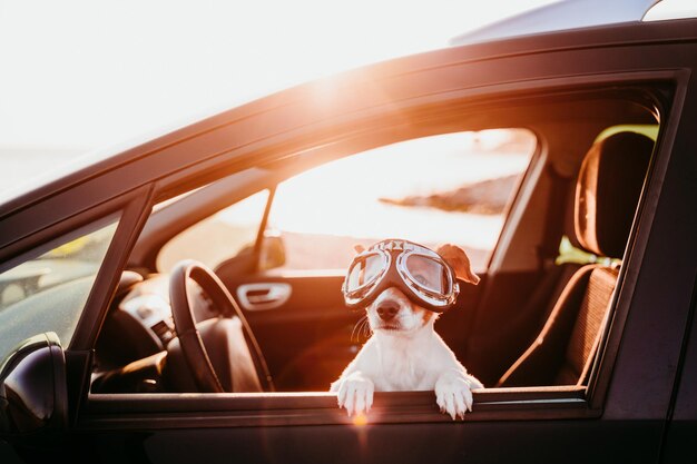 Perro con gafas mientras mira por la ventana del coche