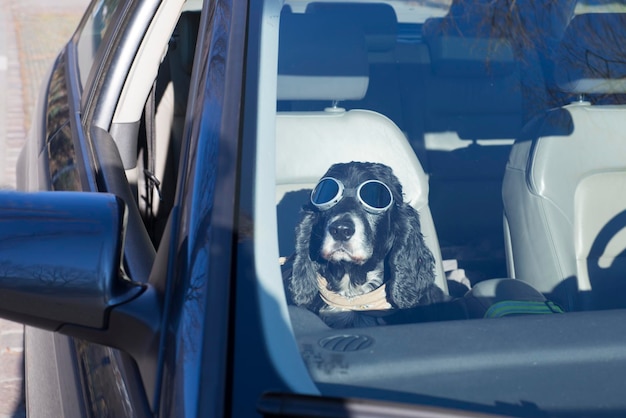 Perro con gafas de sol en un coche