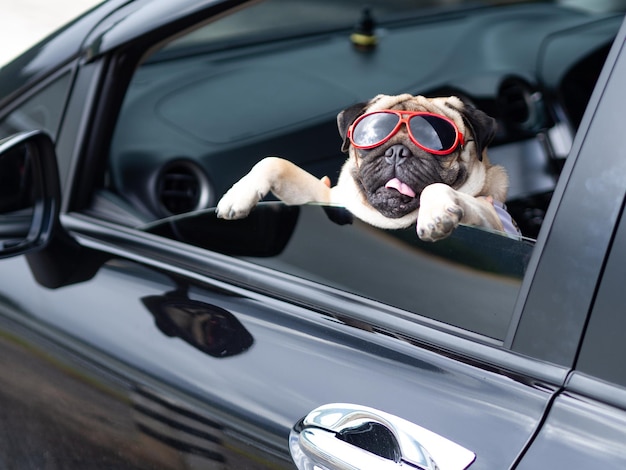 Perro con gafas de sol en el coche