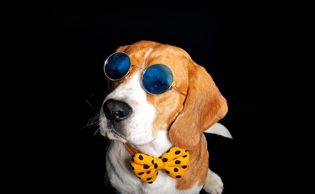 Un perro con gafas de sol y una pajarita con una pajarita amarilla y un fondo negro.