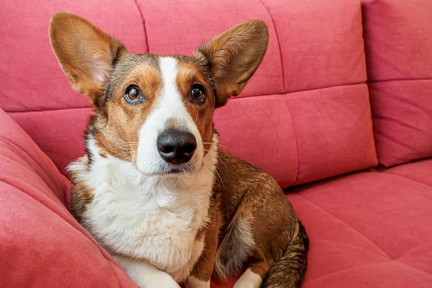Perro galés Corgi Pembroke Un amoroso perro de pura raza yace en el sofá Mascotas