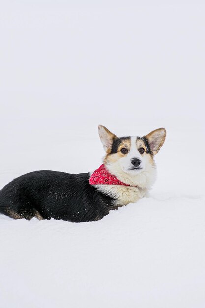 Perro galés Corgi Pembroke Un lindo perro de pura raza en la nieve Mascotas