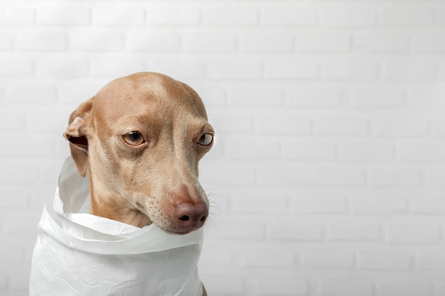 Perro galgo italiano jugando con rollos de papel higiénico