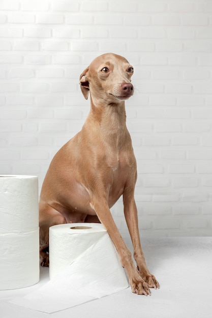 Perro galgo italiano jugando con rollos de papel higiénico