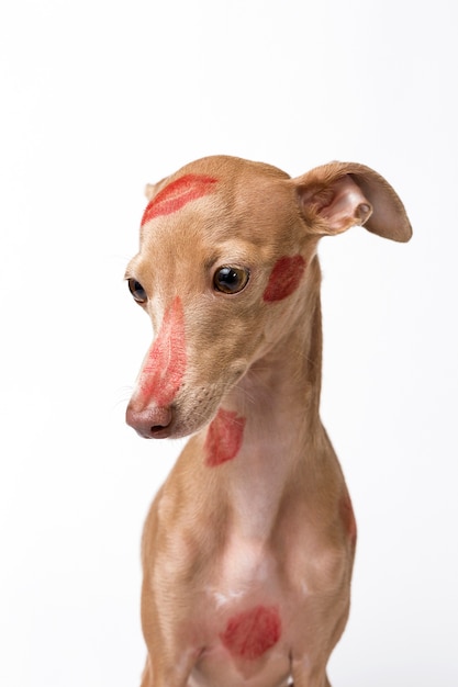 Perro galgo italiano con labios rojos besar marcas