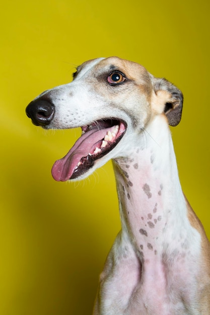 Foto perro galgo con manchas marrones y blancas