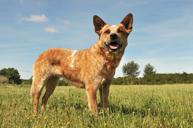 Perro de ganado australiano en la hierba