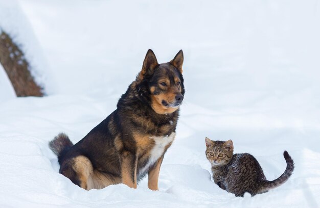 Perro con gatito sentado en la nieve