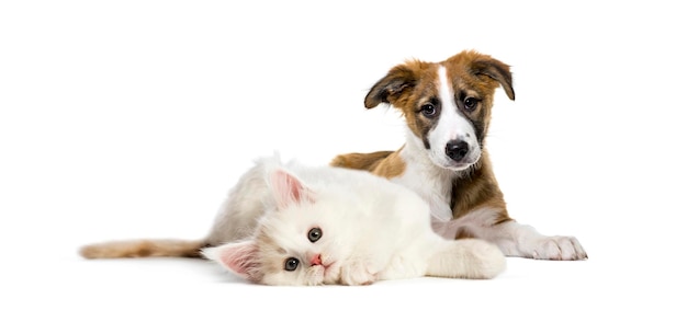 Foto perro y gato cruzados acostados juntos aislados en blanco