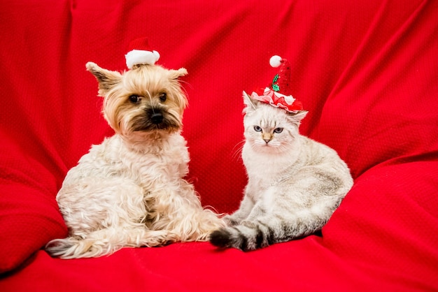 Perro y gato en decoración navideña Feliz año nuevo y feliz Navidad