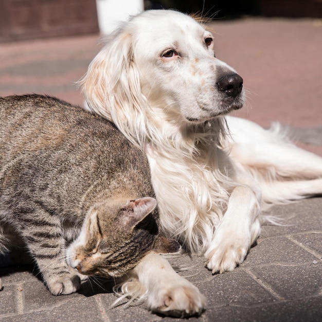Perro y gato jugando juntos al aire libre gato y perro amistad gato y perro enamorados