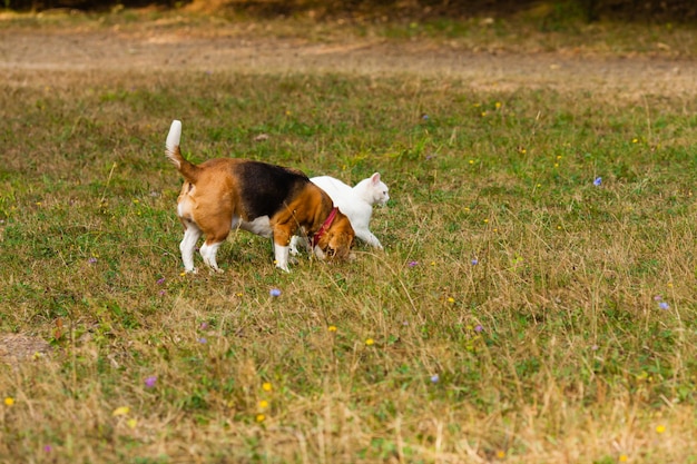 Perro y gato jugando juntos al aire libre en verano