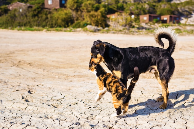 Perro y gato jugando juntos al aire libre