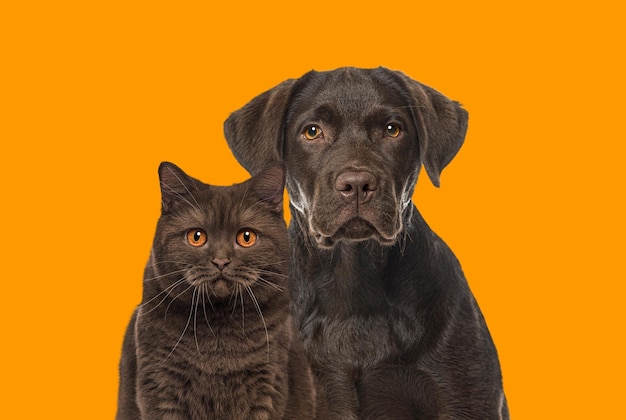 Perro y gato marrón mirando juntos a la cámara contra el fondo naranja