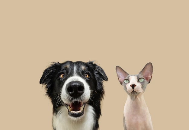 Foto perro y gato mirando la cámara con cara de expresión feliz aislado sobre fondo beige temporada de otoño