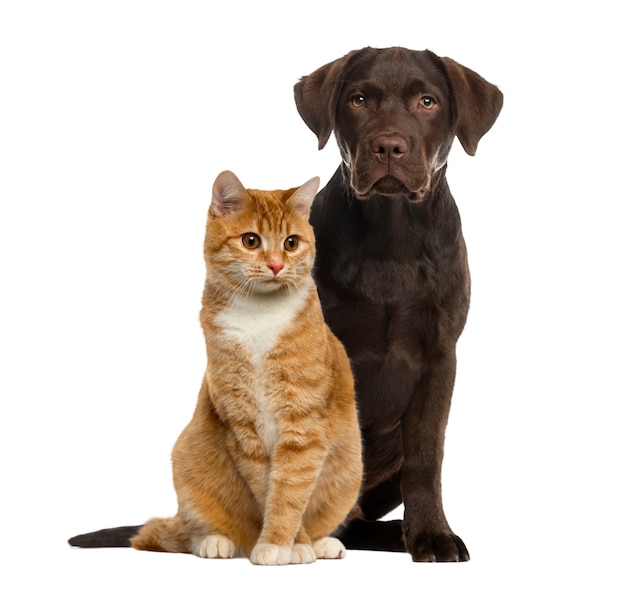 Perro y gato sentado aislado en blanco