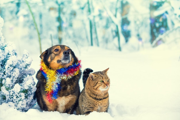 Perro y gato sentados juntos al aire libre en el bosque nevado cerca del concepto de Navidad de abeto