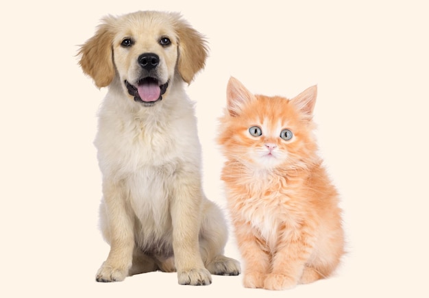 Perro y gato sentados juntos en un fondo claro y relajados