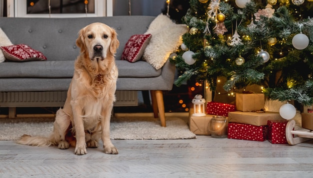 Perro golden retriever acostado en el piso de la habitación bajo el árbol de navidad con iluminaciones y decoraciones