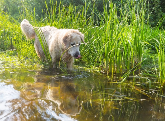 Perro golden retriever al aire libre en un día soleado.