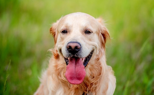 Perro golden retriever al aire libre en verano