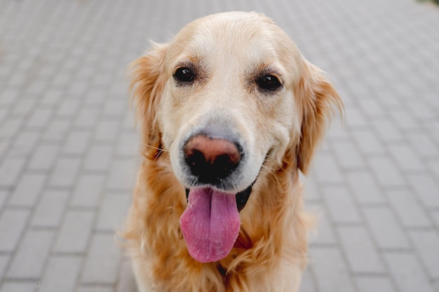 Perro golden retriever al aire libre