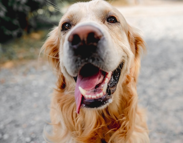 Perro golden retriever al aire libre