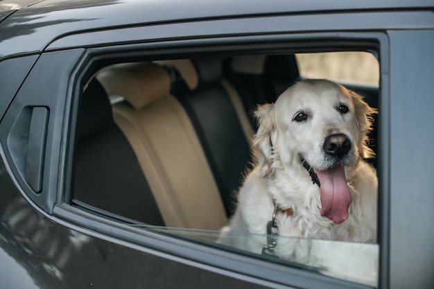 Perro golden retriever blanco en el coche