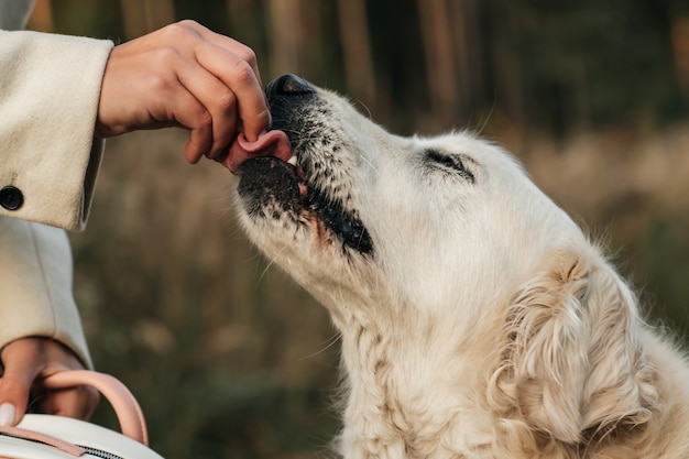 Perro golden retriever blanco come golosina para perro