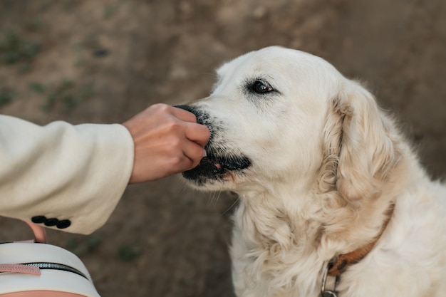 Perro golden retriever blanco y la golosina para perros