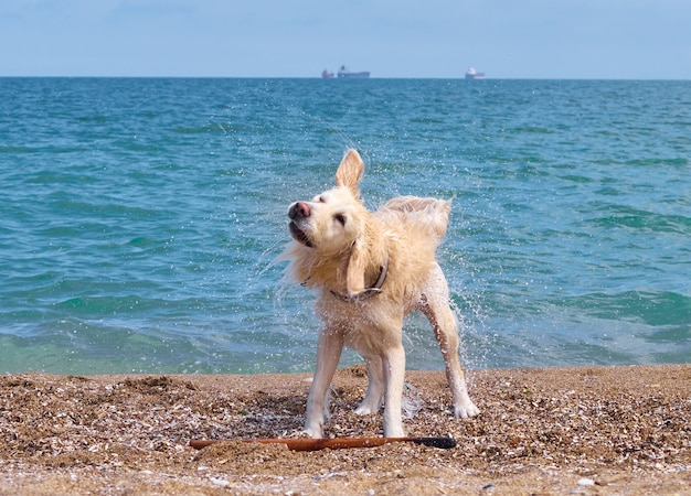 Perro golden retriever blanco en la playa