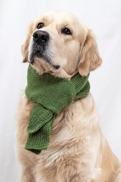 Foto perro golden retriever en una bufanda verde