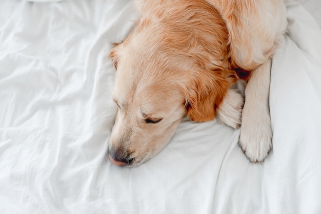 Perro golden retriever en la cama