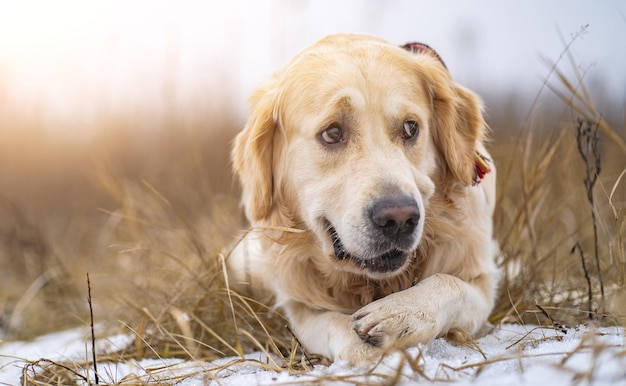 Perro golden retriever caminando en el campo de invierno