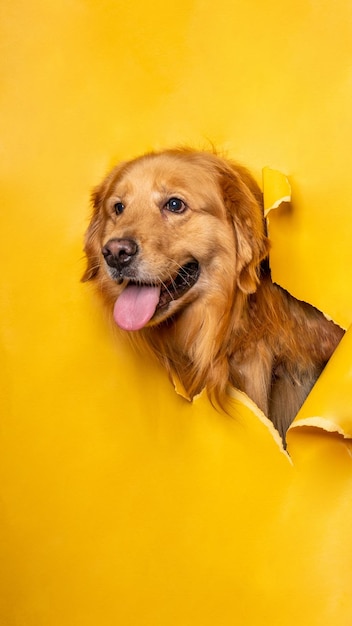 Un perro golden retriever de chocolate macho photoshoot studio fotografía de mascotas con concepto rompiendo la cabeza de papel amarillo a través de él con expresión