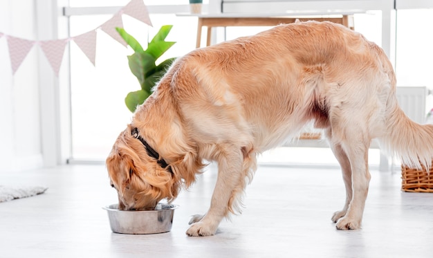 Foto perro golden retriever comiendo alimento de un gran recipiente de metal en la habitación soleada