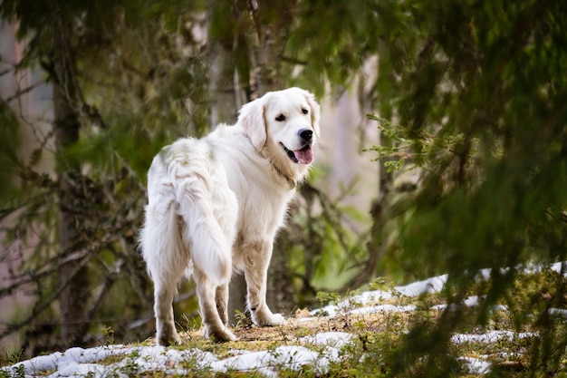 Foto perro golden retriever contra los árboles