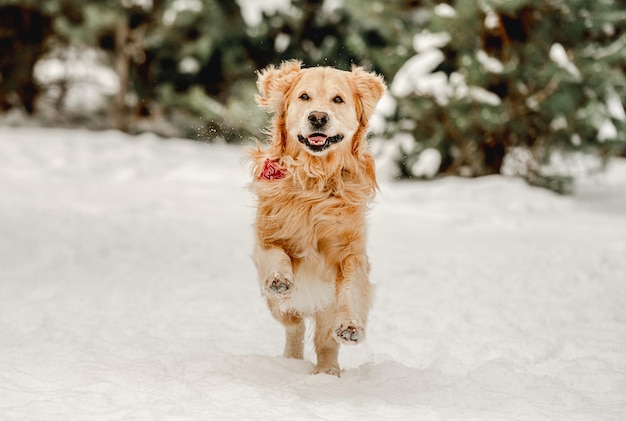 Perro golden retriever corriendo en invierno en la nieve Adorable perrito de pura raza labrador en clima frío al aire libre en el bosque