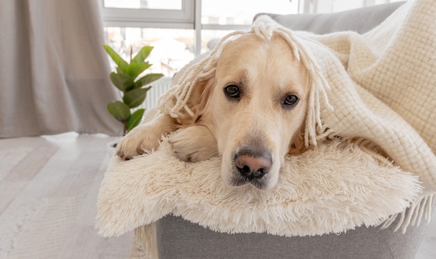 Perro golden retriever cubierto manta blanca cremosa acostado en el sofá en casa