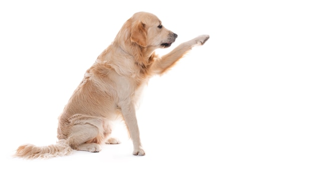 Perro golden retriever dando paw lateralmente aislado sobre fondo blanco.